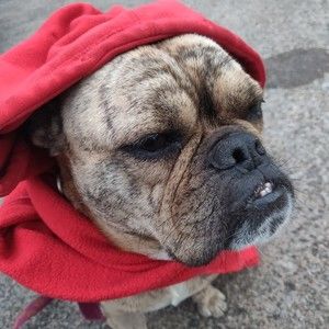 Meet your Posher, Misty